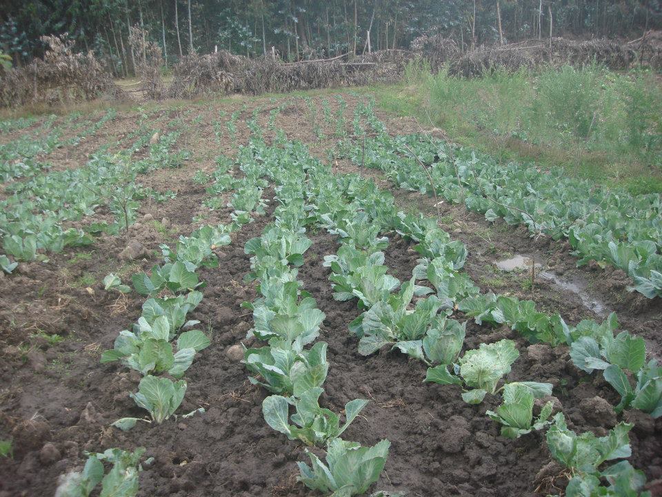 “I am not overstating to say ORDA is pupil of eyes of farmers”   Farmer Abraraw Baye