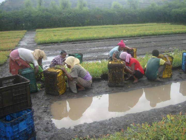 Planting trees to restore and rehabilitate degraded lands in Amhara region